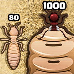 Dung Beetle Simulator Codes